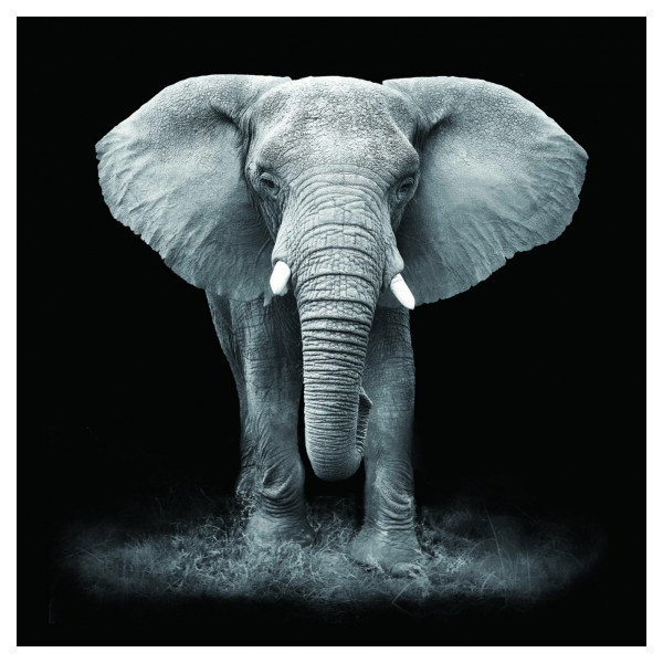 Sklenená doska slonov